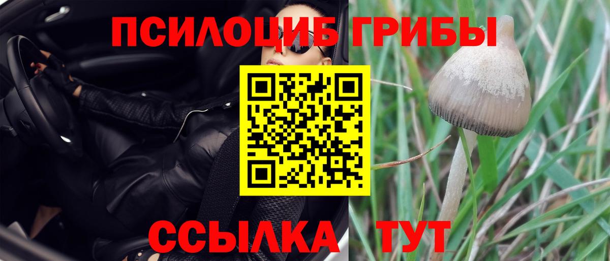 Галлюциногенные грибы Psilocybe Асбест